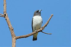 White-breasted Woodswallow